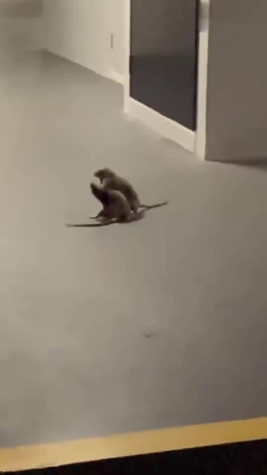 打架吃瓜看戏视频大全,打架吃瓜看戏视频大盘点