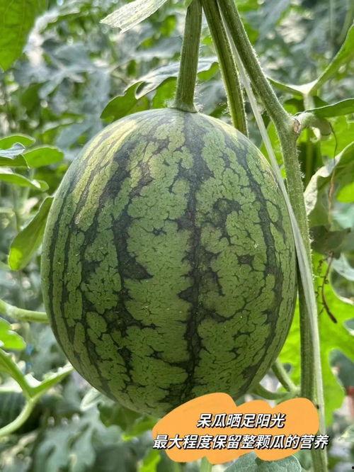 吃皇帝大瓜,皇帝大瓜背后的惊人真相