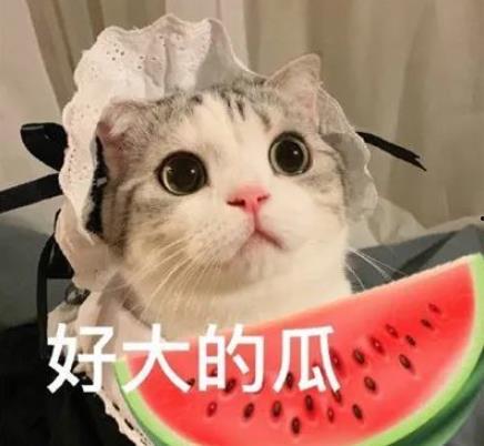 猫哥带你吃瓜,猫哥带你揭秘娱乐圈那些鲜为人知的瓜