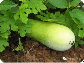 祛斑可以吃瓜吗,瓜类食物的神奇功效揭秘