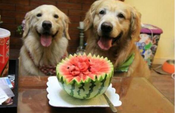 狗在客厅吃瓜,狗狗客厅吃瓜趣事