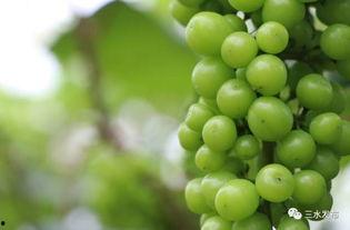 西河镇吃瓜,瓜香四溢,品味乡村田园生活