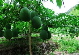 为什么吃吊瓜难受,背后的原因与应对策略