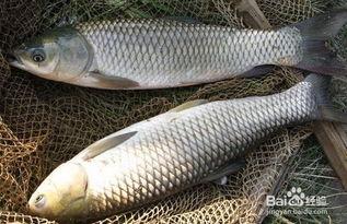 主播吃瓜草鱼,趣味横生美食体验