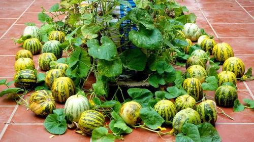 翻斗花园吃瓜,瓜果飘香，欢乐满园