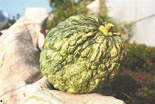 梦见在老家摘瓜吃,瓜果飘香，回味无穷的摘瓜食趣