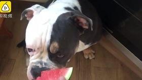 狗狗吃瓜文案,瓜果飘香,狗狗欢享清凉时光