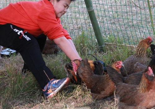 梦见偷鸡瓜吃,偷鸡瓜的神秘诱惑