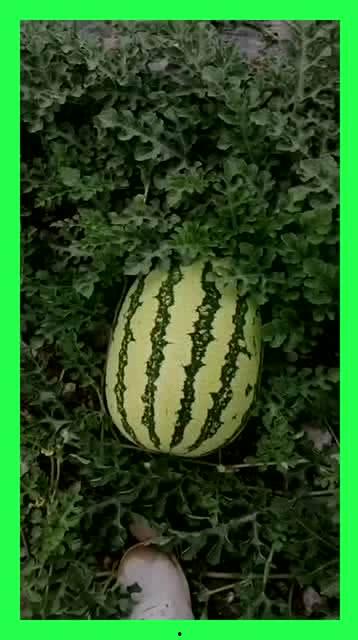 吃瓜基地大全,带你领略全国各大热门“瓜园”风采