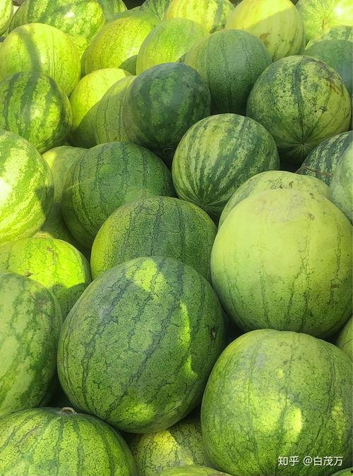 兰州瓜从哪里吃,探寻瓜果之城的甜蜜秘密