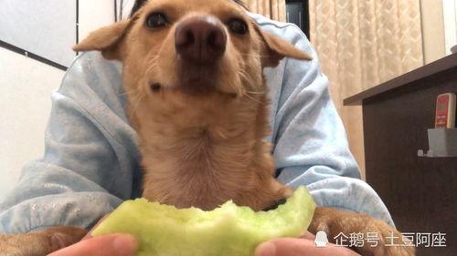 吧唧吧唧吃瓜什么,吧唧吧唧吃瓜，揭秘明星幕后故事