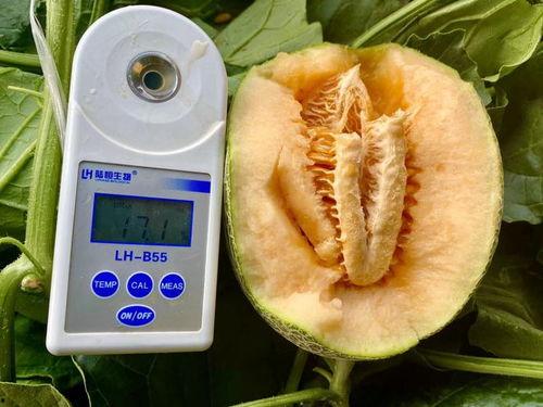 吃瓜文件.zip,一场网络热议背后的真相梳理