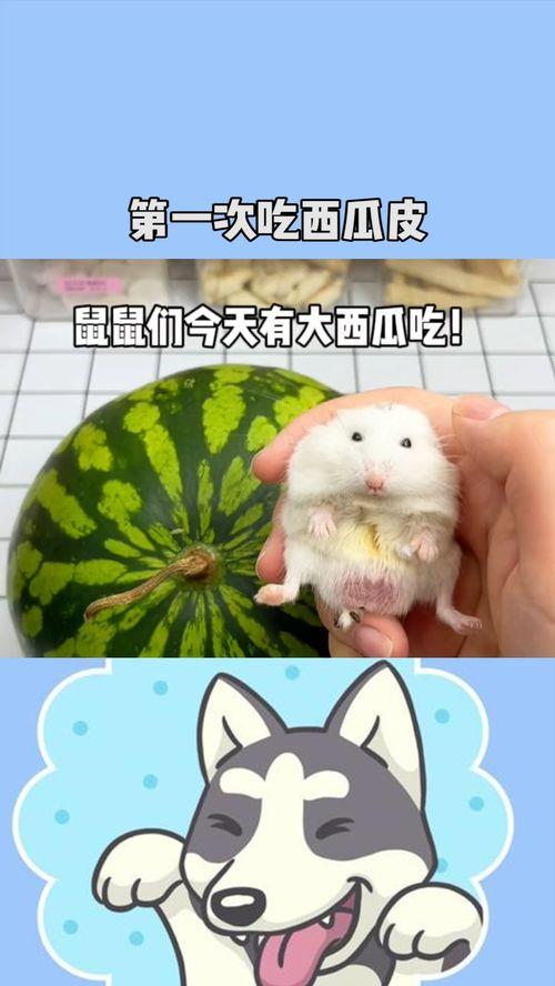 吃瓜甜鼠,揭秘网络红人的甜蜜生活与争议