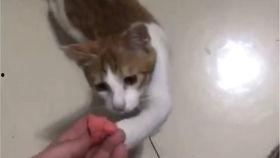 吃瓜视频搞笑猫咪,吃瓜视频里的猫咪欢乐时光
