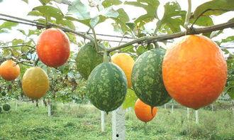 吃长吊瓜上火吗,上火风险与注意事项