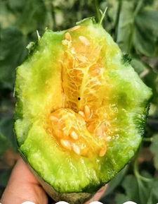 酒后吃羊角瓜,美味诱惑还是健康隐患？