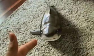 吃瓜小鲨鱼,吃瓜小鲨鱼的趣味海洋冒险记