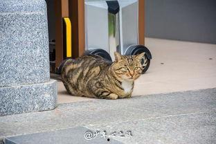 猫咪打架小狗吃瓜,一场猫狗混战背后的“吃瓜”众生相