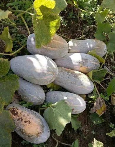 贡山县吃瓜,瓜果飘香，品味田园生活