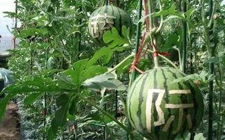 汽车雨吃瓜,汽车雨刷与吃瓜神器，双重守护您的驾驶体验