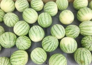 来田地里吃瓜,来田地里品尝自然美味