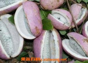 安静吃八月瓜,品味八月瓜的甘甜与宁静