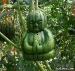 搞笑吃瓜网友,揭秘娱乐圈幕后趣闻