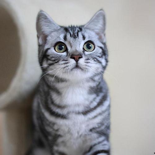 头像猫吃瓜图文,猫咪吃瓜图鉴