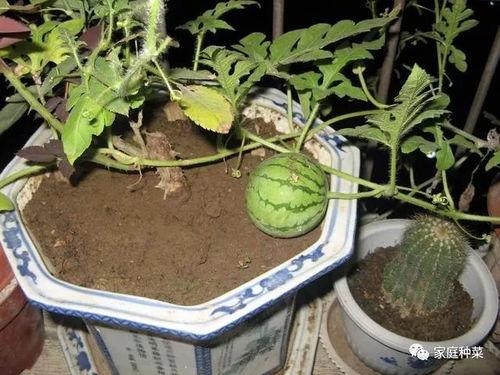 池妈家吃瓜,揭秘娱乐圈背后的那些事儿