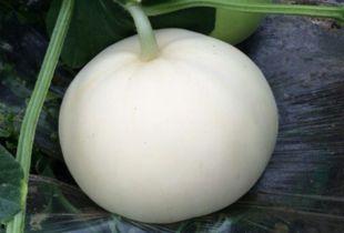 半夜可以吃梨瓜吗,半夜吃梨瓜的适宜性探讨