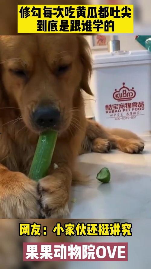 金毛狗吃瓜吗,金毛狗的夏日瓜果时光