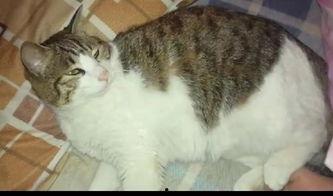 猫咪请叫我们吃瓜